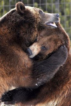 two brown bears hugging each other in front of a fence