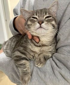 a cat that is laying down on someone's lap and being petted by its owner