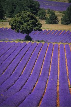 a field full of purple flowers with trees in the background