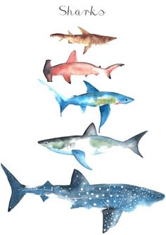 four sharks are depicted in this watercolor painting