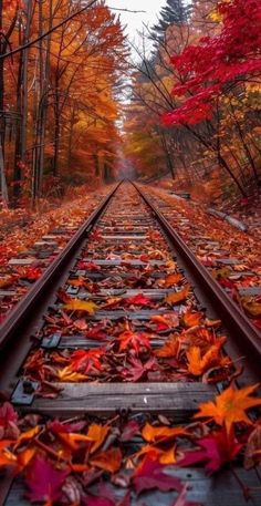 an old train track with leaves on it in the middle of trees and fall colors