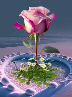 a pink rose sitting on top of a blue heart shaped plate with daisies in it