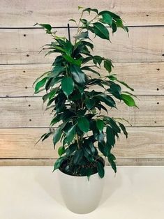 a potted plant with green leaves in front of a wooden wall