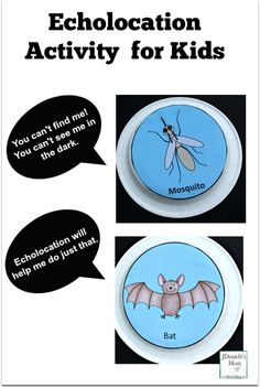 two plates with pictures of bats on them and the words, echocation activity for kids