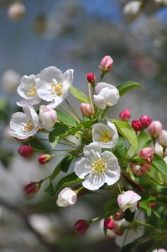 some white and red flowers on a tree