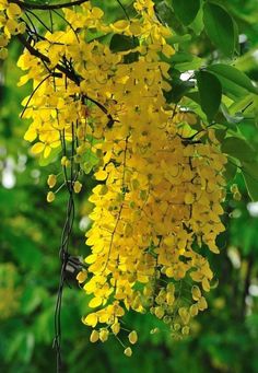 some yellow flowers are hanging from a tree