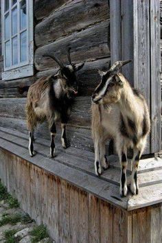 two goats standing on the side of a wooden building