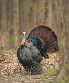 a turkey is walking through the woods with its head turned towards the ground and it's feathers spread out