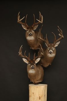 three deer heads mounted on top of a wooden post