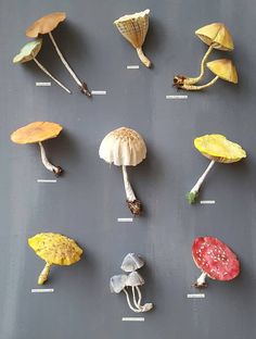 several different types of mushrooms are displayed on a gray surface with white lines in the middle