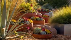 there are many different plants in the pots on this garden bed, including cacti and succulents