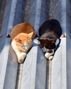 two cats laying on top of a metal roof