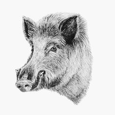 a black and white drawing of a pig's head with the nose slightly open