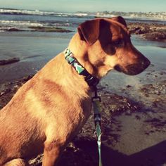 a brown dog sitting on top of a beach next to the ocean