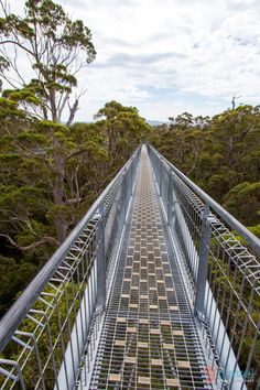 the walkway in the forest is made from metal bars and steel gratings that are attached to each other