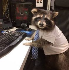 a raccoon wearing a shirt and tie sitting in front of a computer desk