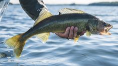 a person holding a large fish in their hand