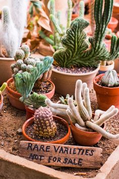 various cacti and succulents are displayed in clay pots