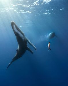 two people swimming in the ocean with a large whale