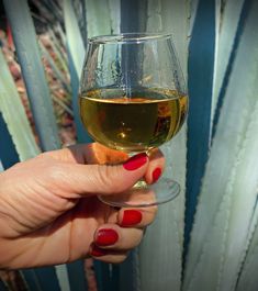 a hand holding a wine glass with white wine in it next to a succulent plant