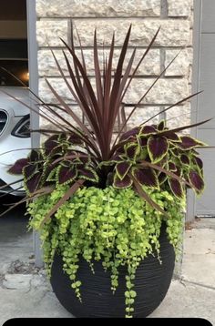 a potted plant sitting on top of a sidewalk