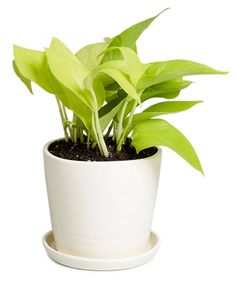 a white potted plant with green leaves