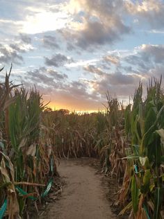 the sun is setting over a cornfield with a dirt path leading to it and trees in the background