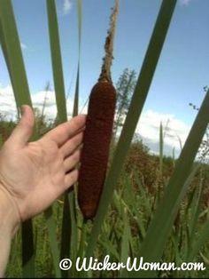 a hand is holding up a plant in the middle of tall grass