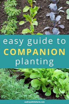 an easy guide to companion plants in the garden