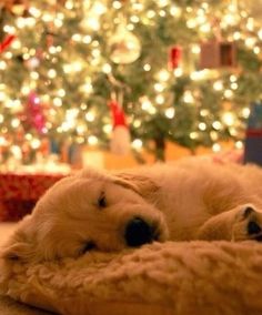 a dog is sleeping in front of a christmas tree