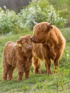 two brown cows standing next to each other on a lush green field