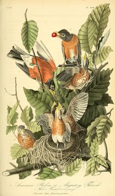 an illustration of birds sitting on top of a nest in the middle of some leaves