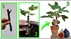 there are three pictures showing how to grow figs in the potted plant and then place them on top of each other