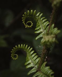 a close up of a fern plant with green leaves in the foreground and dark background