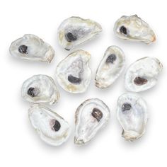 several oysters are shown on a white background