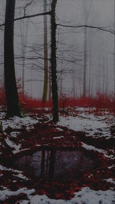 a forest filled with lots of trees covered in snow and surrounded by red leaves on the ground