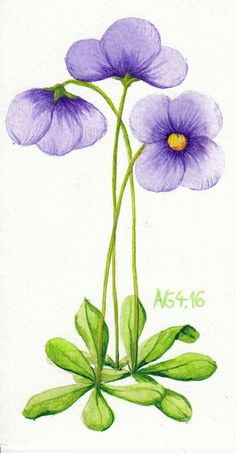 two purple flowers with green leaves on a white background, watercolor drawing by hand