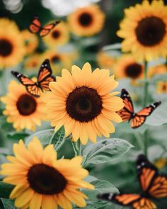 sunflowers with butterflies flying around them