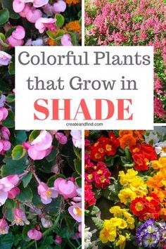 colorful plants that grow in shade with text overlay reading colorful plants that grow in shade