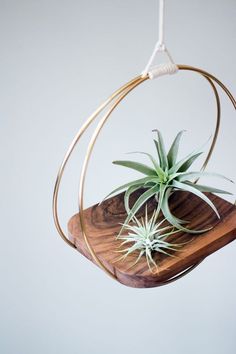 an air plant hanging from a wooden stand