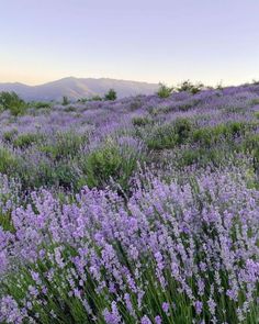 lavender flowers blooming on the side of a hill