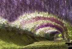 a bench sitting under a purple wister covered tunnel in the middle of a park