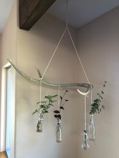 some plants are hanging from the ceiling with glass bottles attached to them, and one plant is growing in an empty vase