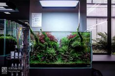 an aquarium filled with plants and water inside of a building