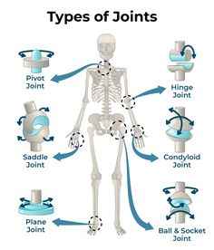 Types Of Joints - Classification of Joints in the Human Body Anatomi Dan Fisiologi, Types Of Joints, Joints Anatomy, Nursing School Essential, Study Biology