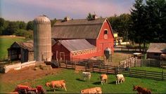 several cows grazing on grass in front of a red barn and silo with a sky background