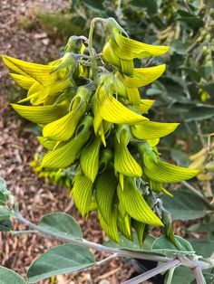 a close up of a yellow flower on a plant