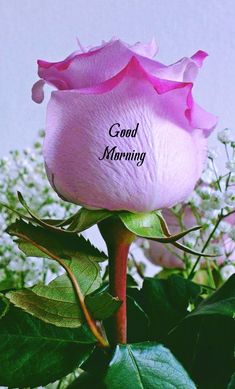 a pink rose with the words good morning on it