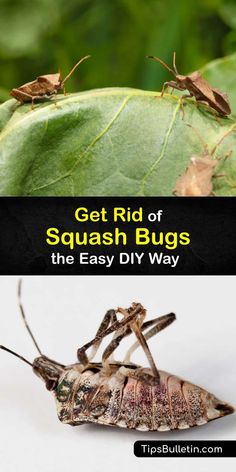 two pictures with the words get rid of squash bugs and the easy diy way