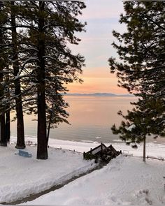 a bench sitting on top of snow covered ground next to pine trees and the ocean